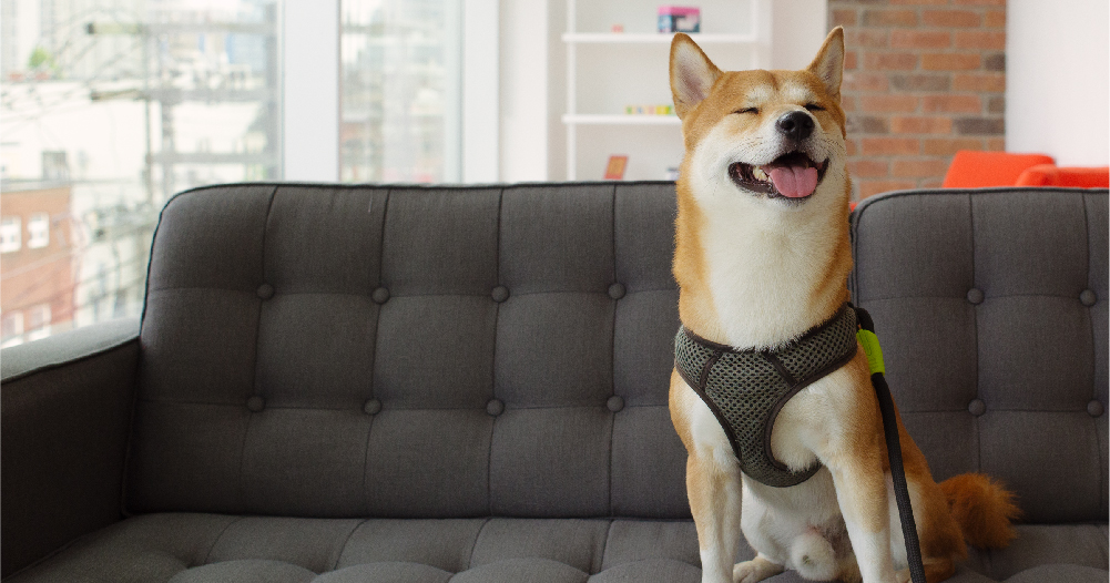 Shiba inu dog sitting on couch